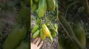 урожайный сорт томата Пальмира