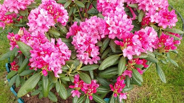 Рододендрон гибридный Haaga. Начало цветения 01 июня 2023.