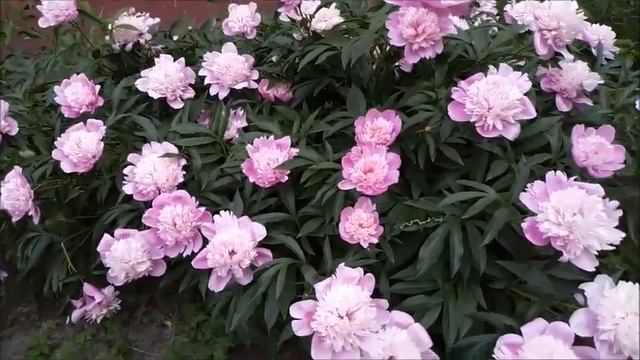 ИЮНЬСКОЕ ЦВЕТЕНИЕ ПИОНОВ В СИБИРИ смотреть онлайн