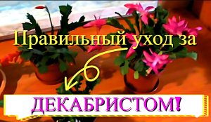 ОТКРОЮ ВАМ МАЛЕНЬКИЙ СЕКРЕТ ПО УХОДУ ЗА - декабристом/шлюмбергерой
ВСЕ СЕКРЕТЫ ЦВЕТЕНИЯ!!!