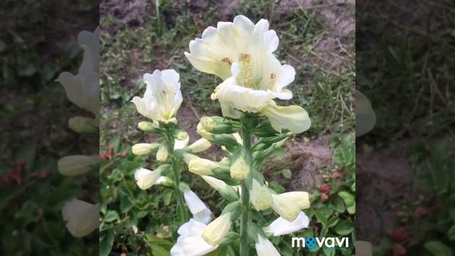 Растения для белого сада.