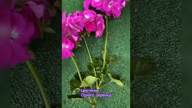 Цветение черенка смотреть онлайн