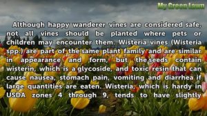 Are Wanderer Lilac Vine Parts Poisonous?