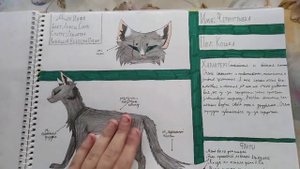Мои Рисунки Котов Воителей||Референсы Моих Персонажей