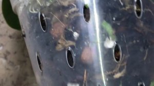 Орхидея Phalaenopsis Mituo Prince x Samera blue, March, 1. 2021