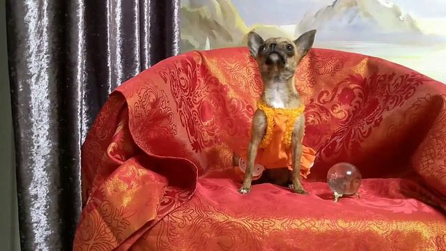 Весёлые собачки против куриного яйца! Говорящие Собаки Блогеры. Чихуахуа блогеры.