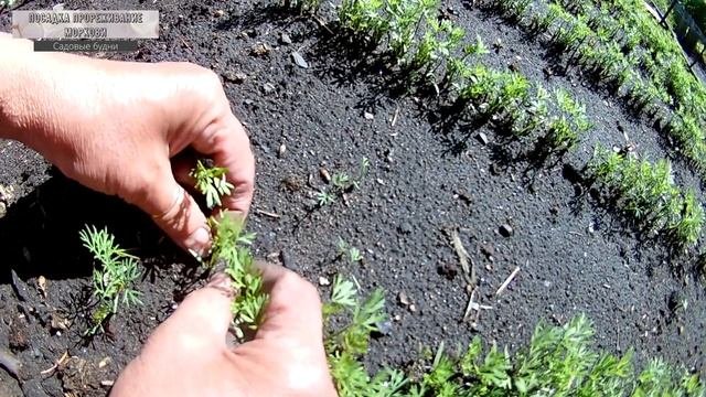 Посев прореживание моркови расстояние 4 Cм