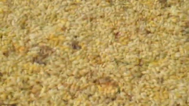 Ячменная каша. Полезные свойства Ячменной каши. смотреть онлайн