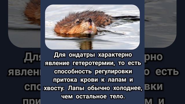 Ондатра: чем интересен этот зверек #shorts #ондатра #краснаякнига