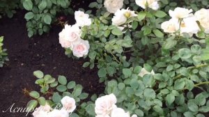 Самые красиво цветущие розы в моем саду. Подборка роз с названиями.