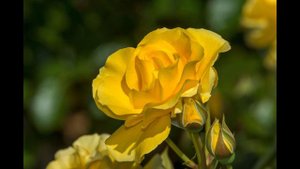 Sparkle & Shine Rose Slideshow