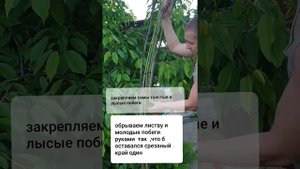 Арка из лозы, Пергола своими руками, плетёи из лозы