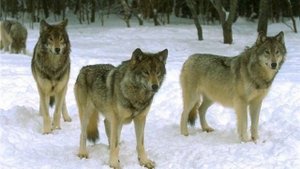 На высокой горе был устроен дворец