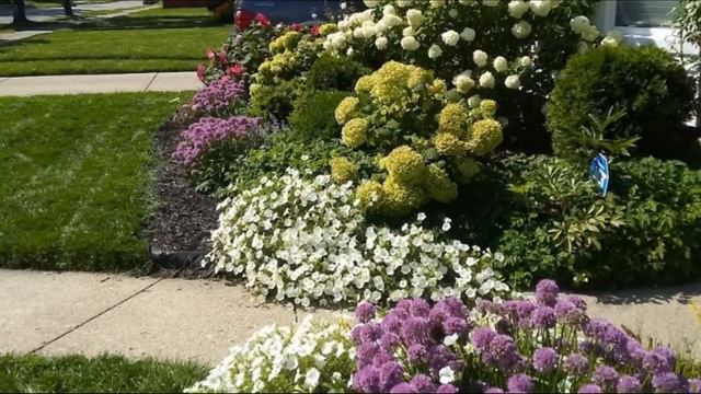 Garden Tips: MILLENIUM ALLIUM! GREAT! смотреть онлайн