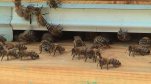 Профессор Кашковский про двух- и многоматочное содержание