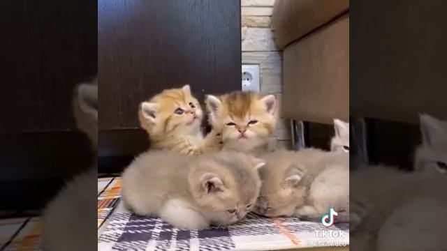 КоШиРкИ