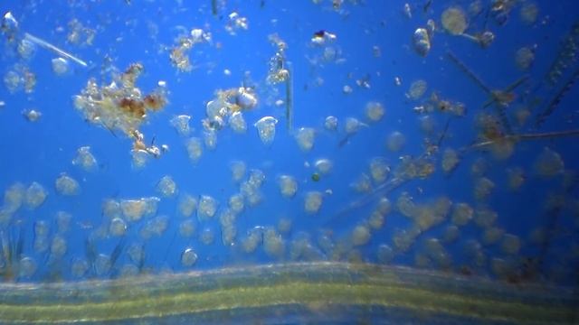 Водные цветы смотреть онлайн