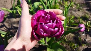 Ароматный махровый тюльпан Блю Даймонд, обзор, описание сорта, мои впечатления