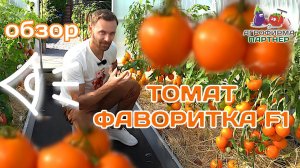 Обзор томата Фаворитка F1