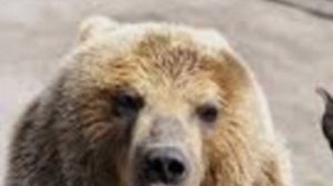 Лесная зарядка