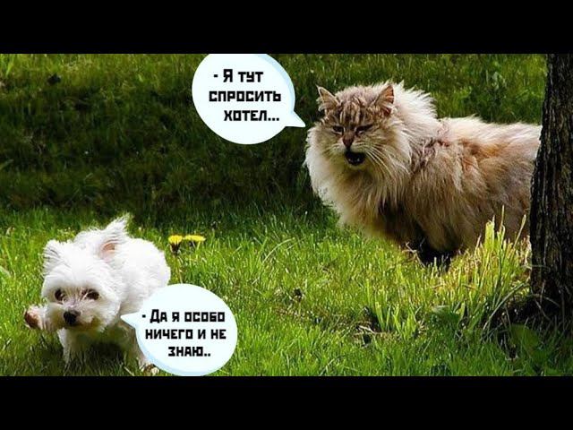 Урок 6. Холистики. Моё видение что это, и для кого.