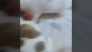 Джек Рассел терьер щенки, вводим прикорм