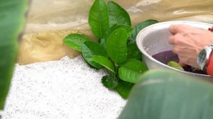 Черенкование лимона - Размножение лимона с использованием перлита.