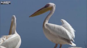 Легенда о пеликане.