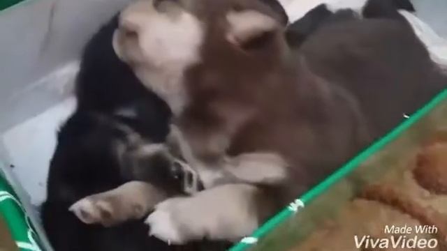 Блох Нэт/Блохи у щенков/Как быть?Каштанка и Черныш? смотреть онлайн