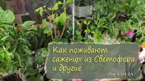 Что стало с саженцами из Светофора и из др. магазинов | vlog Дача как есть 1.04.2024
