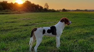 Охота с русскими пегими гончими на зайца#16. Нагонка Фагота. Без трофея.