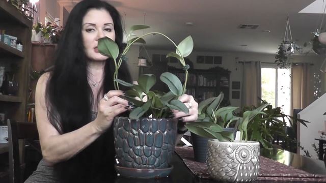 My Scindapsus treubii Moonlight trio смотреть онлайн