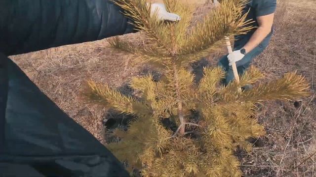 Дача На Сдачу - Конфуз смотреть онлайн