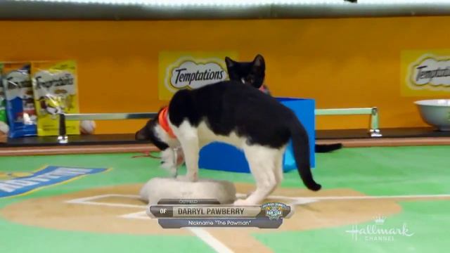Cat Center Week 7 - Darryl Pawberry & Cat Naps - Paw Star Game смотреть онлайн