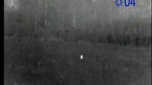 Заяц на поле в тепловизор