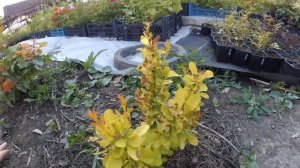 Заходи! Налетай! Торопись! Покупай! Саженцы на УСАД.РФ Как сделать заказ, и обзор растений.