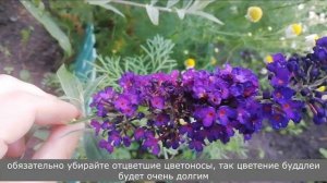 ВЫКАПЫВАТЬ или УКРЫВАТЬ?//Буддлея ДАВИДА в СИБИРИ
