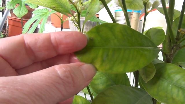 Сажистый грибок. Плод каламондина // Дети Алоэ смотреть онлайн