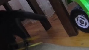 ЛЕТАЮЩИЙ МИНЬОН/КОТ И МИНЬОН/ОБЗОР ЛЕТАЮЩЕГО МИНЬОНА