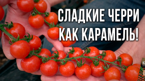 Урожайные, сладкие и вкусные томаты черри для выращивания в теплицах. Черри для консервирования.