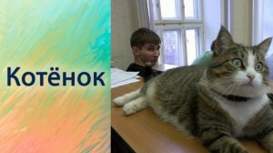 Котёнок