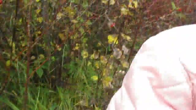 Шиповник. Заготовка шиповника на зиму. смотреть онлайн