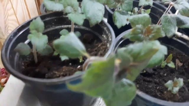 Пора прищипнуть Ахименесы/подсыпка, мини обзор/ смотреть онлайн