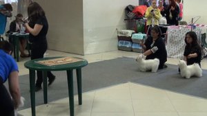 Монопородная выставка мальтезе, клуб "Аллен" 19.02.2017