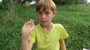 Интересные факты о богомоле.