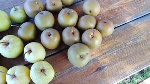 Японские груши Иншу, Секуи, Хосуи, Кико Суи. Демонстрация плодов