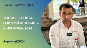 Топовые сорта озимой пшеницы в «РЗ Агро» 2024: разбор по зонам и предшественникам