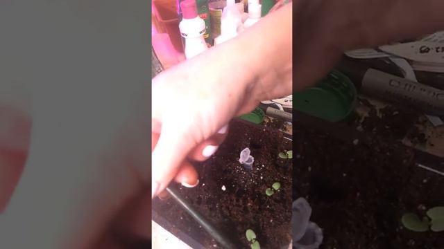 Растишки на кокосовом торфе☘️👌 смотреть онлайн