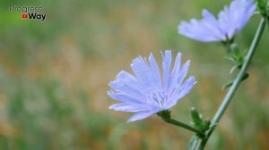 Заварите Это И Больше Не Ходите В Аптеку ! Чистит Кровь От Паразитов!