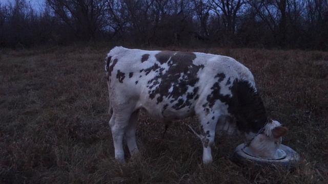 Делаем комбикорм для бычков сами.